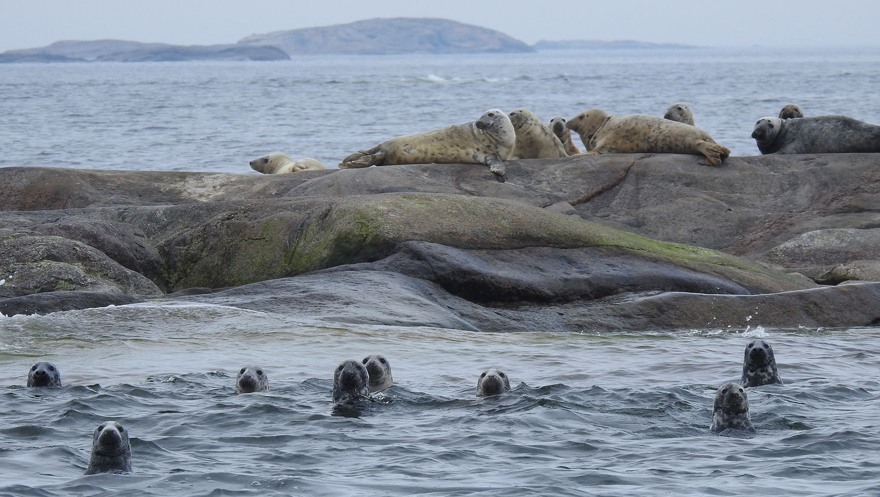 A group of seals swimming in the water near the island of Utö.