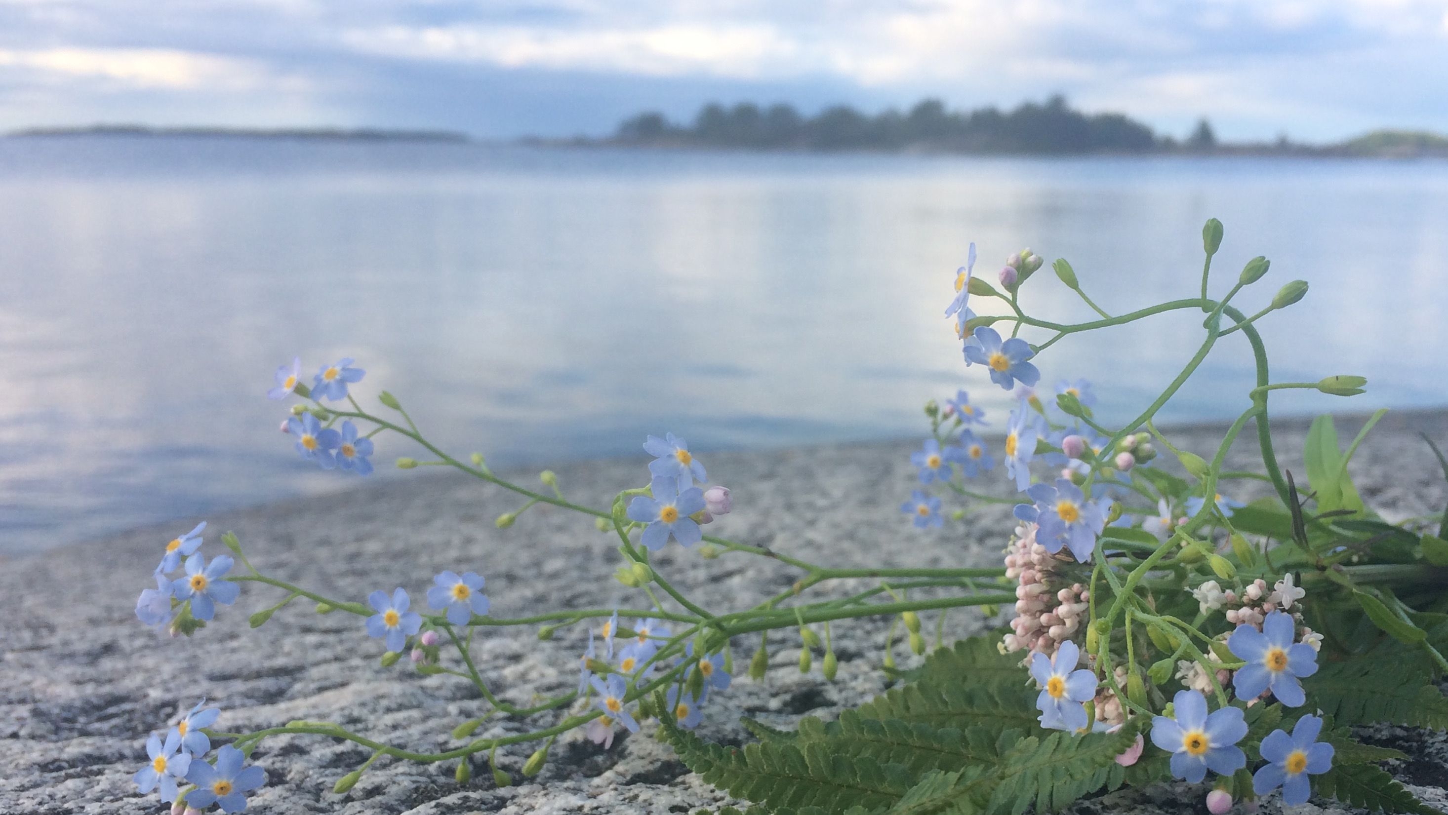 Blå blommor växter på stranden och havet syns bakom.