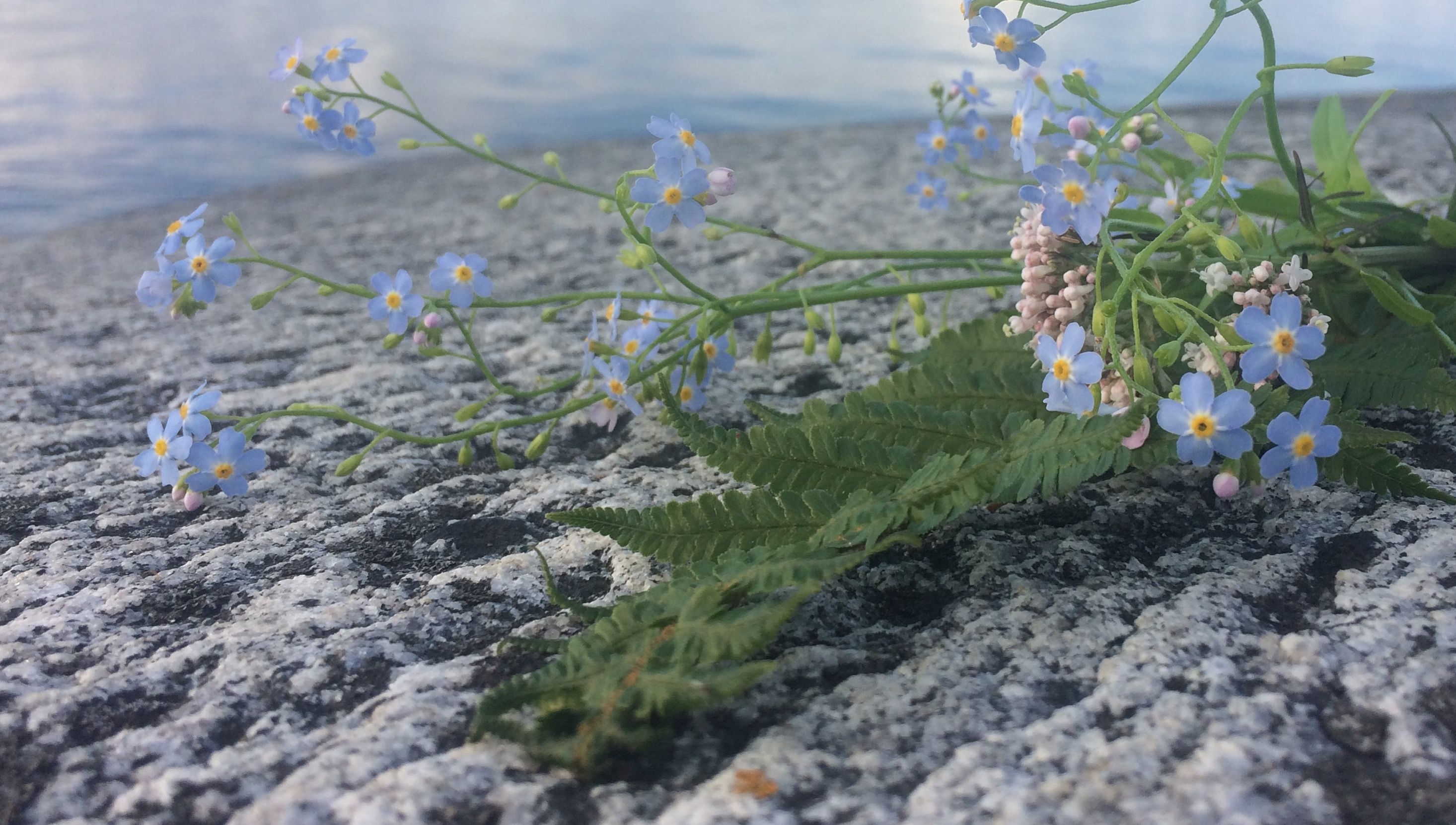 Blå blommor växter på stranden och havet syns bakom.