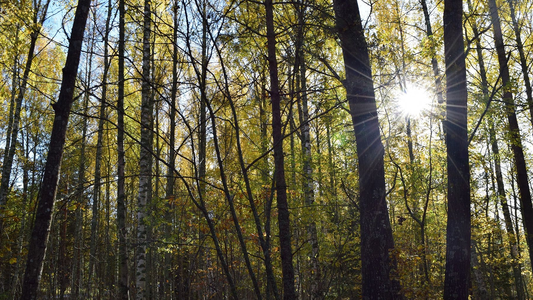 Aurinko paistaa puiden lomasta Ruissalon metsässä.