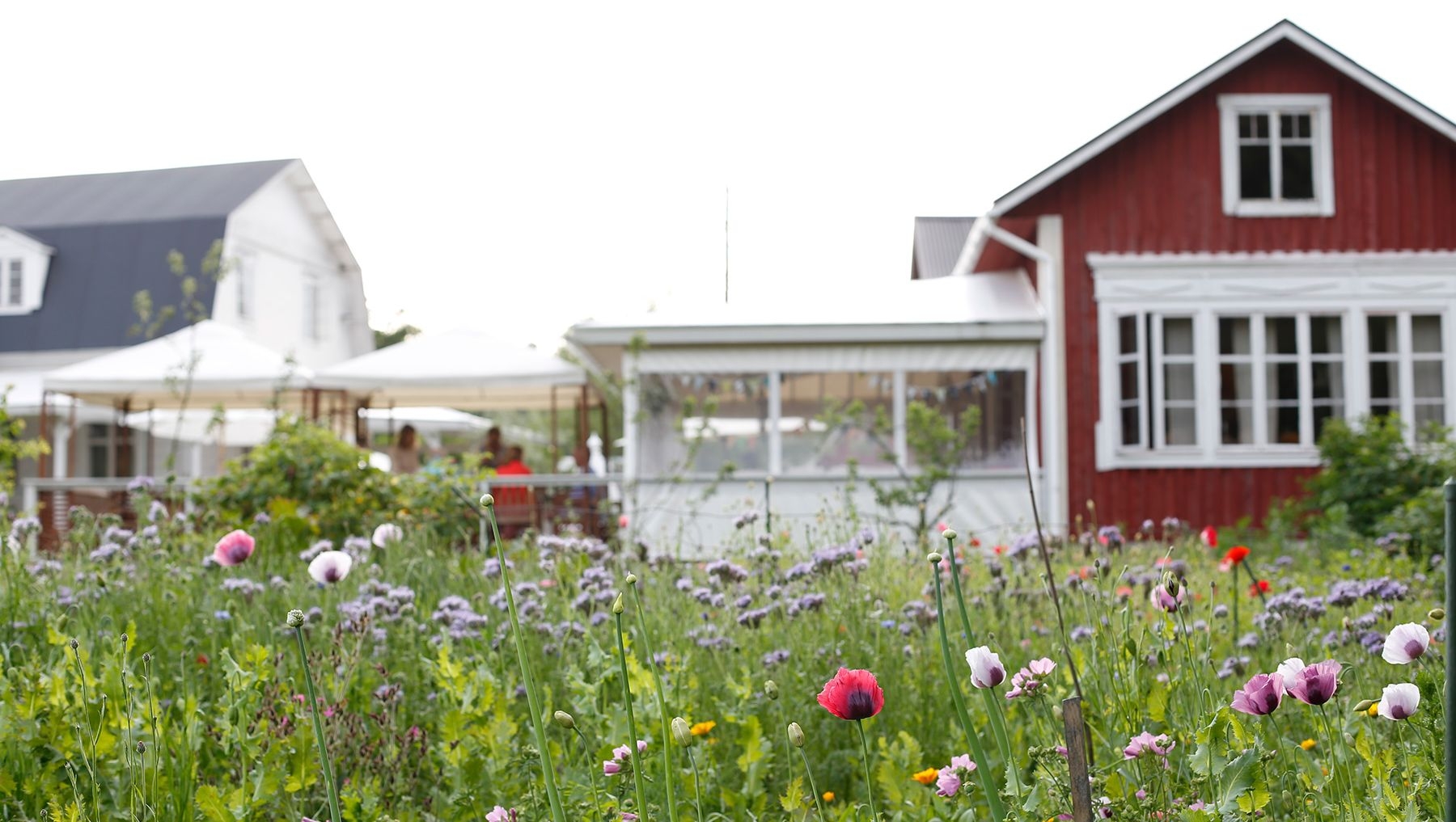 Utsidan av Farmors Cafe, omgiven av vilda blommor.