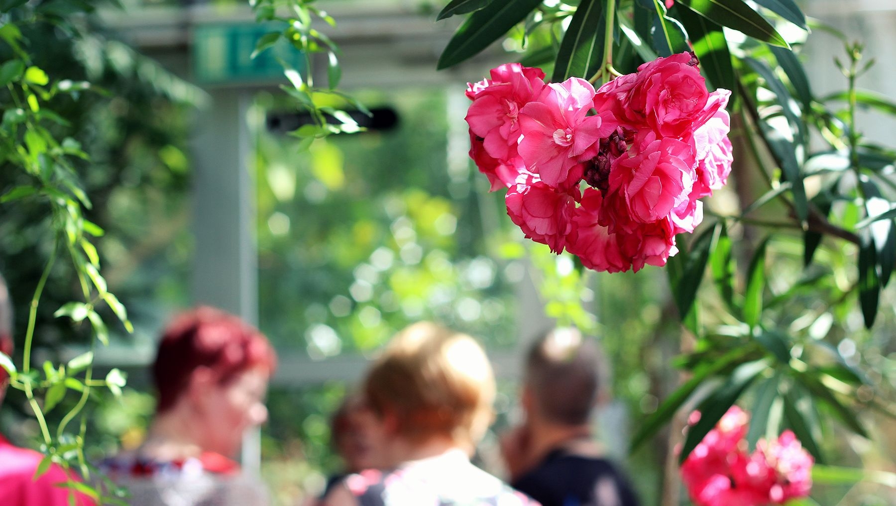 Rosa blommor blommar vid Botanic Gardens, medan besökare står i bakgrunden.