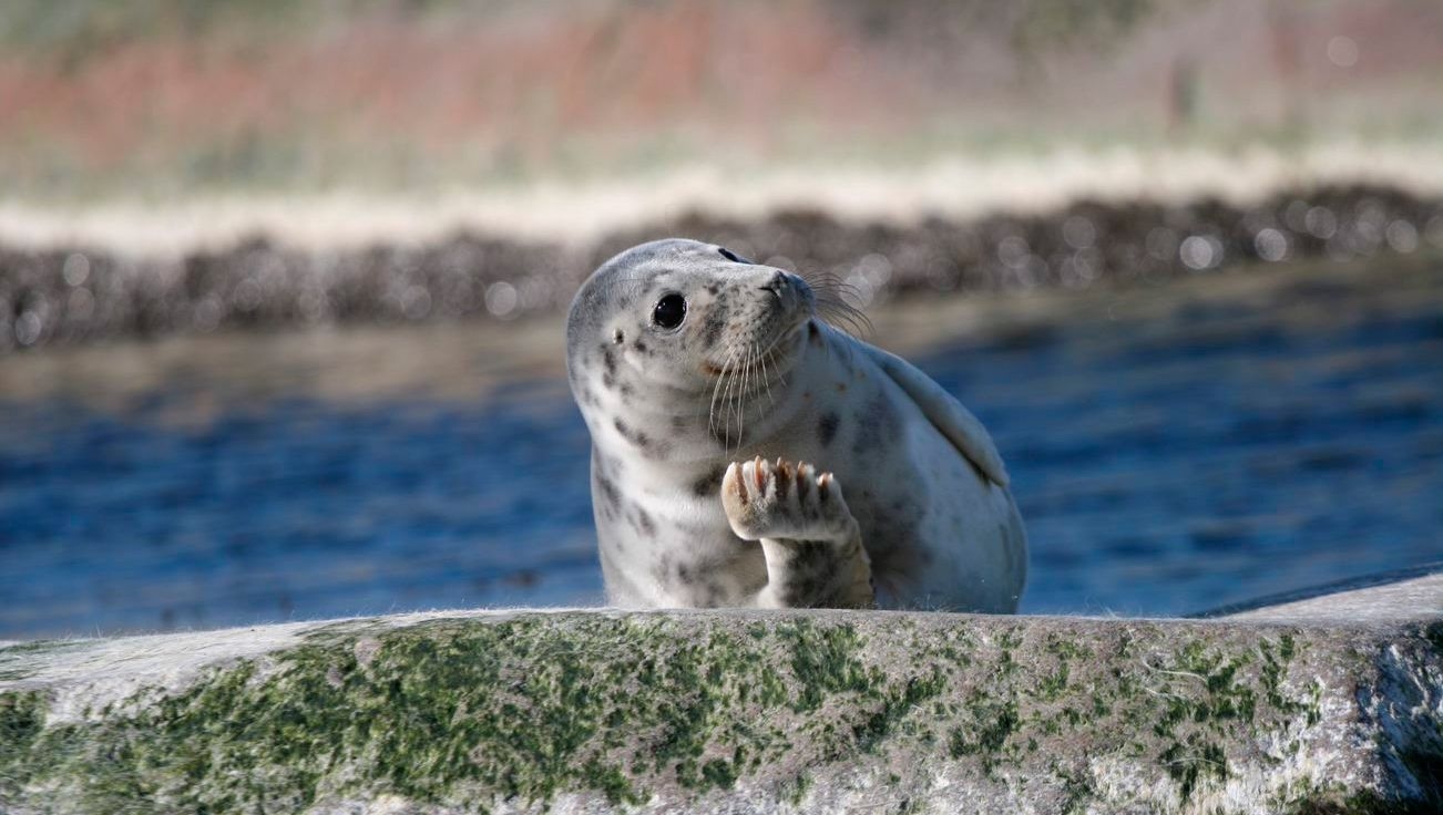 A seal basks in the sun on the island of Bengtskär.