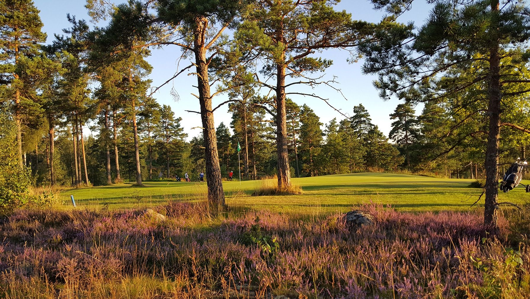 Träd prickar den gröna golfbanan på Bjärkäs Golf.