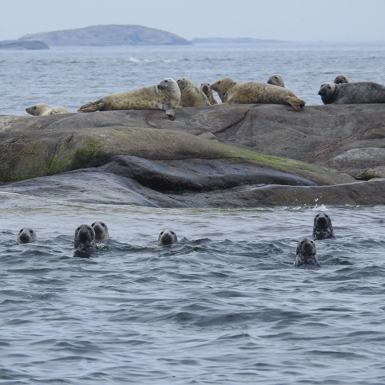 Ryhmä hylkeitä ui Utön saaren vieressä.
