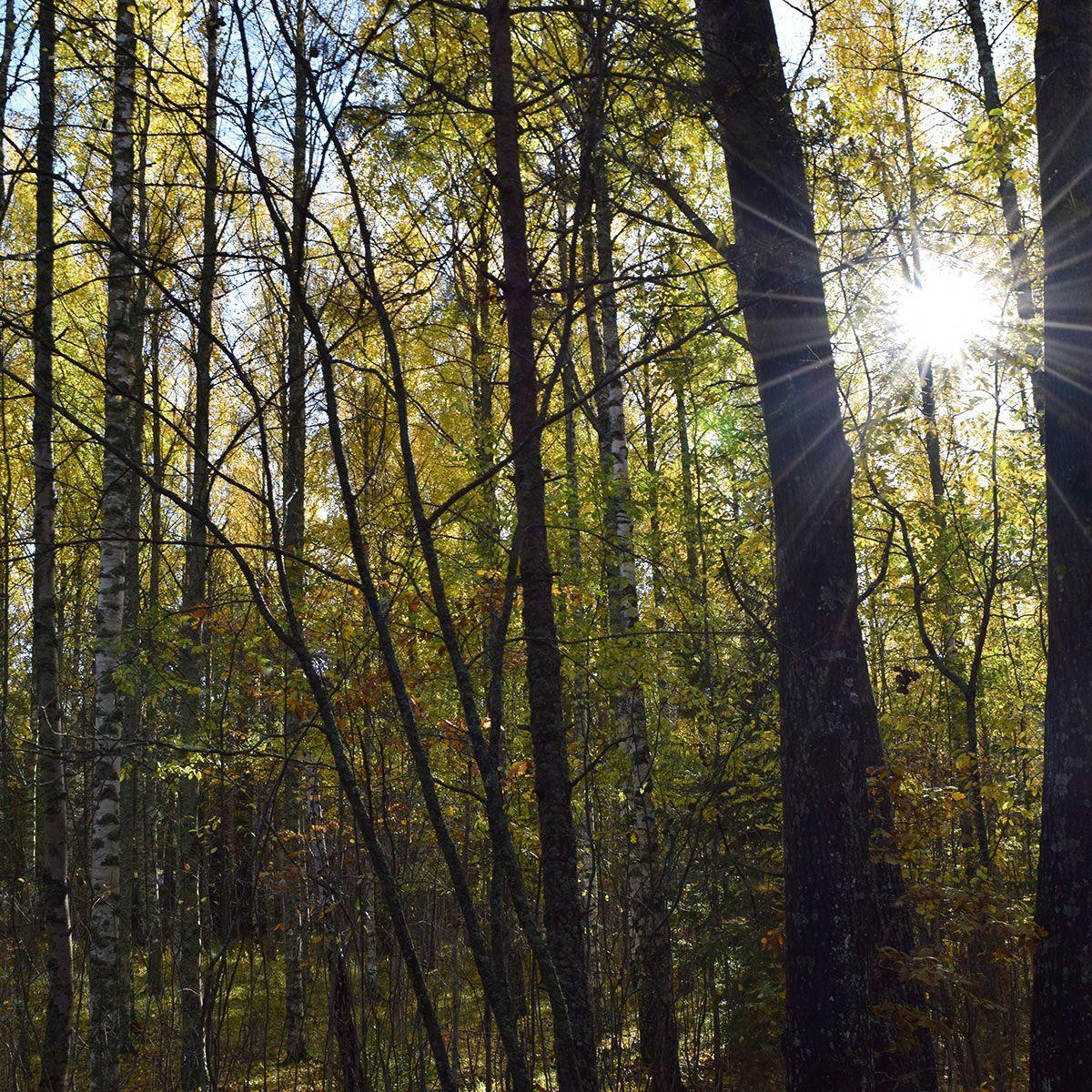 Aurinko paistaa puiden lomasta Ruissalon metsässä.