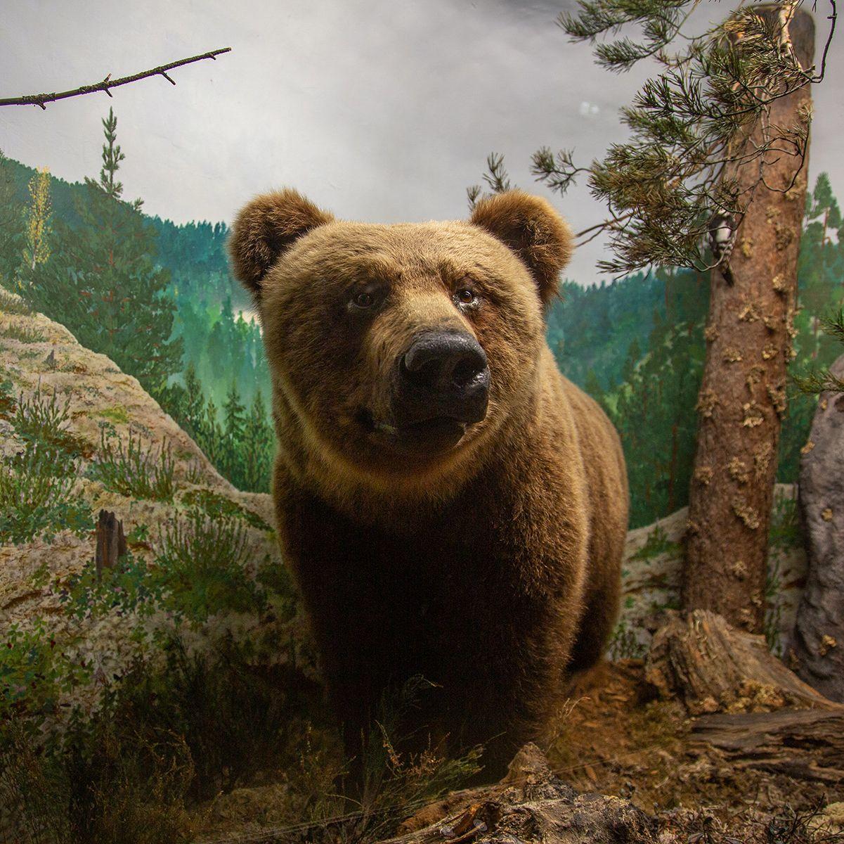 Ett diorama med en stor björn på Biologiska museet i Åbo.