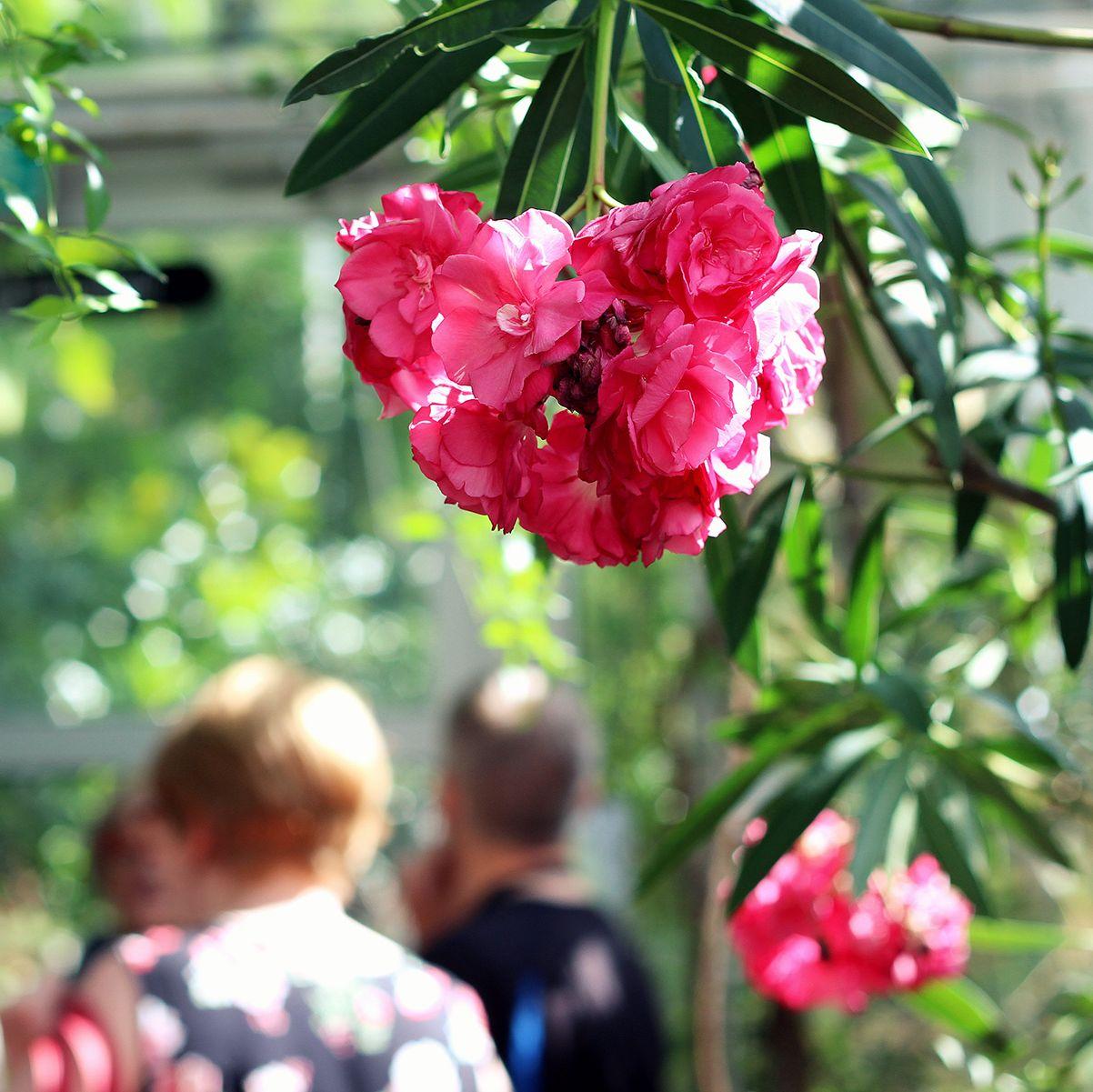 Pinkkejä kukkia Ruissalon kasvitieteellisen puutarhan kasvihuoneessa. Vierailijoita näkyy taustalla.