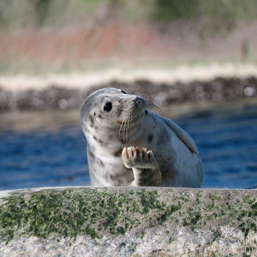 A seal basks in the sun on the island of Bengtskär.