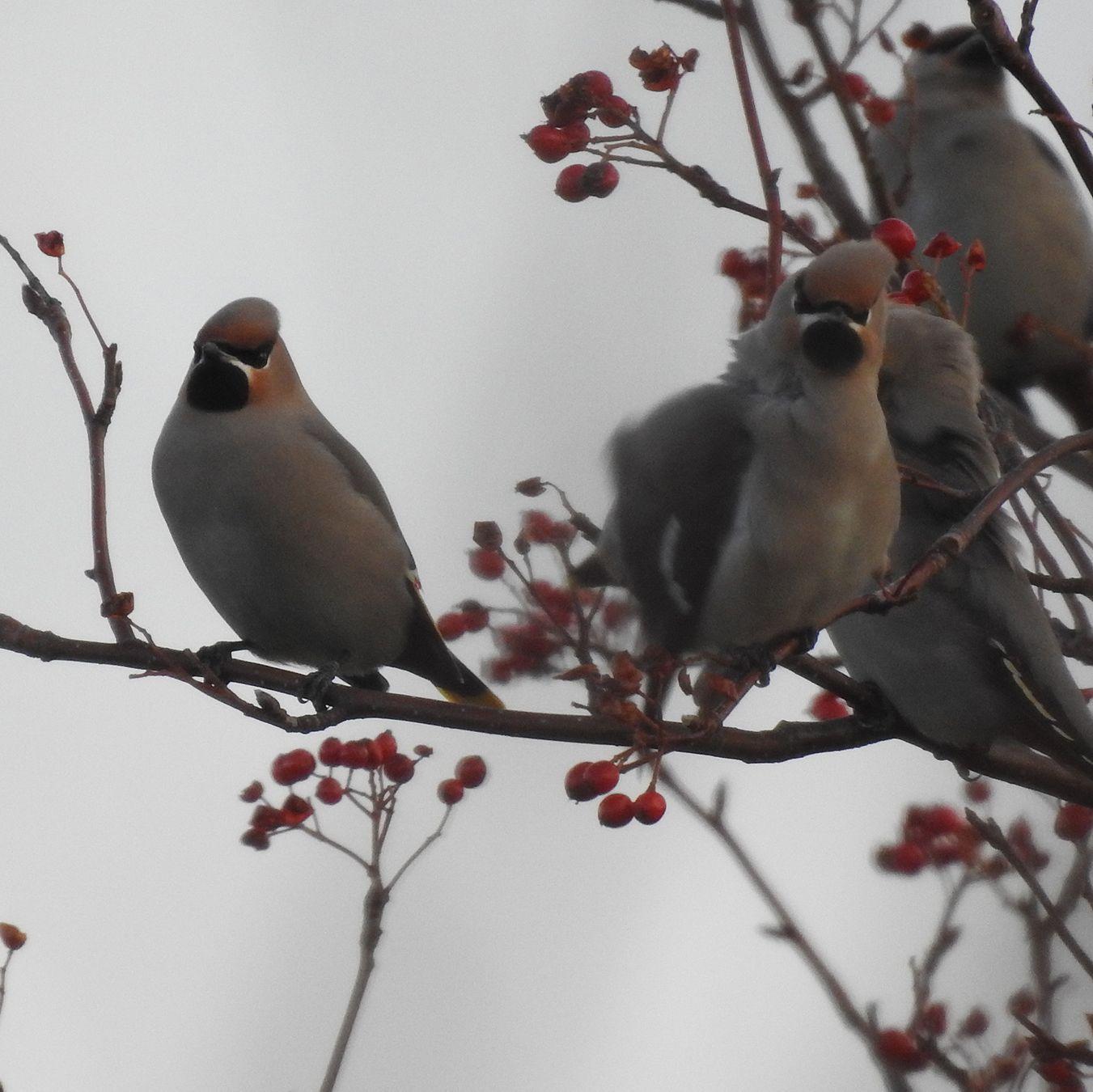 Fåglar sitter i ett träd på ön Utö.