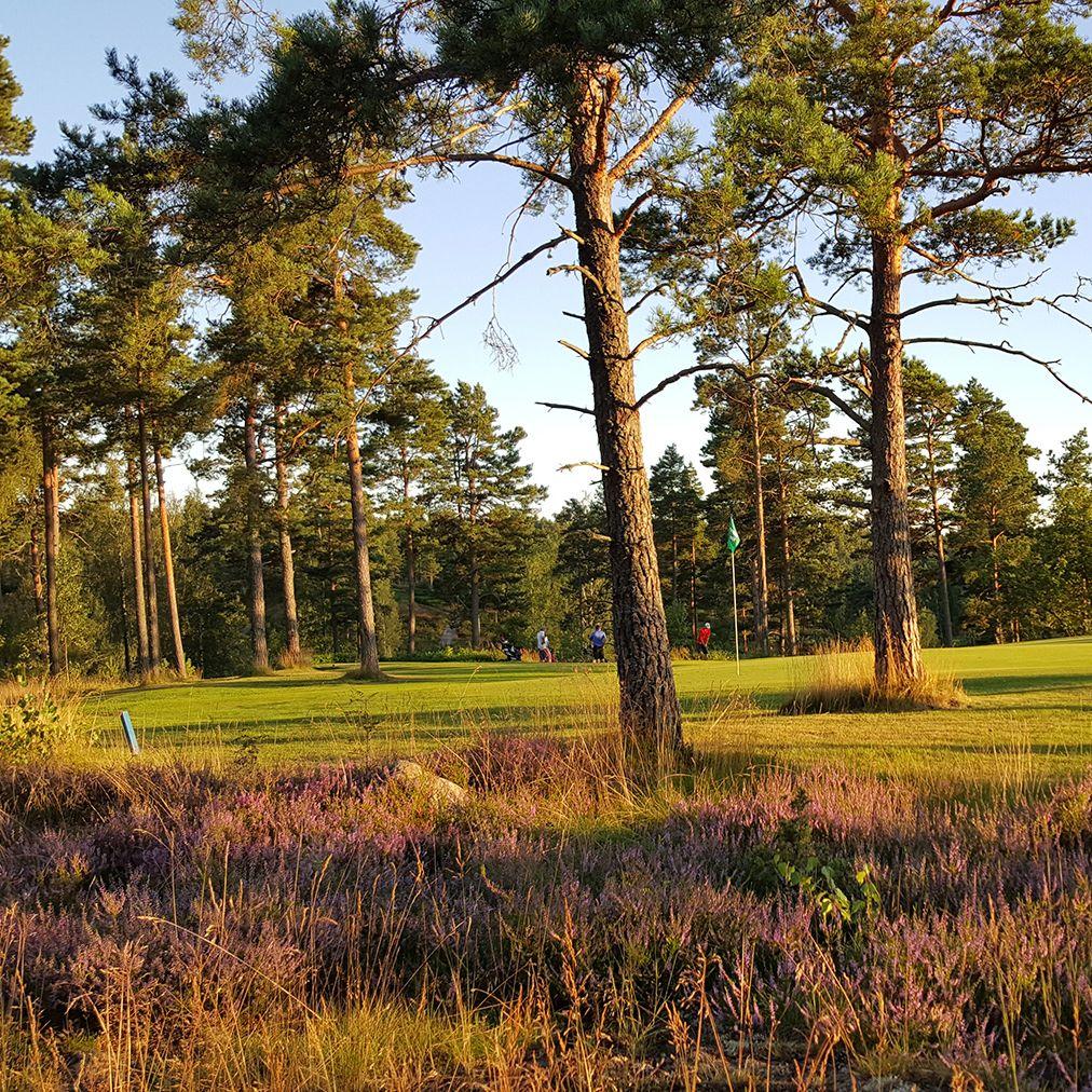 Mäntyjä vehreän golf-kentän laidalla Bjärkäs Golfissa.