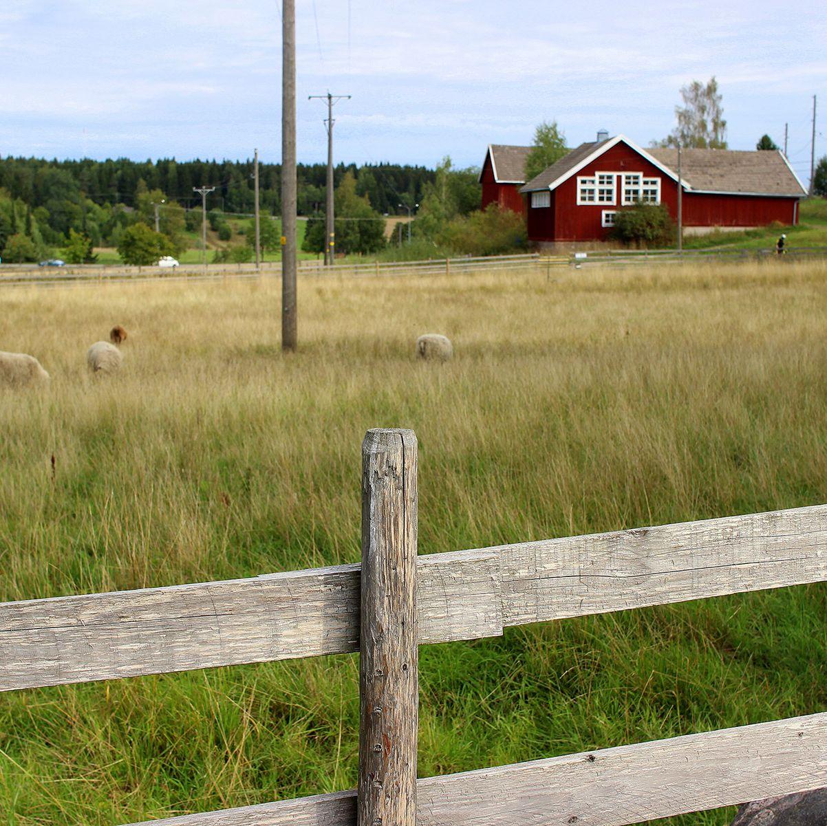 A field in front of a red wooden building at Kuralan Kylämäki.