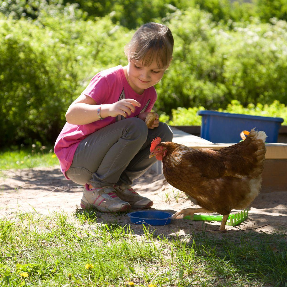 En liten flicka sätter sig på huk bredvid en kyckling på Hostel Tuorla.